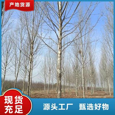 優選翌昊造型法桐 寧夏地區優質法桐苗木推薦